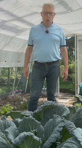 3.6K views · 71 reactions | Cultiver les choux des@L’automne et jusqu’au printemps… bien tassé 藍 un bon plan (plant) pour occuper l’espace #potager #jardin #nature #potagerderoland #chou #cabbage #legumes #vegetables #vosges #serre | Roland Motte | Facebook