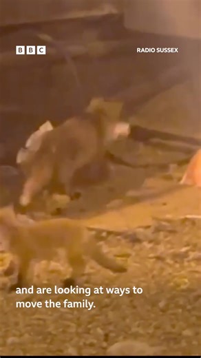 99K views · 559 reactions | A family of foxes have built a den under one of the platforms at Brighton station. Govia Thameslink Railway says it is concerned for the safety of passengers as well as the foxes and has "made contact with the RSPCA about the best way forward". | BBC Sussex | Facebook