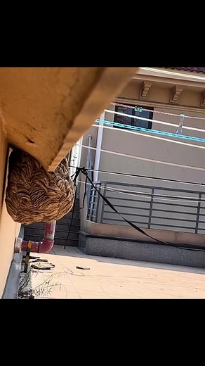 Removing a Large Wasp Nest Safely and Carefully