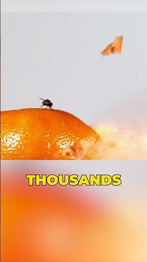 Why are flies so fast?