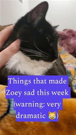 Please keep Zoey in your thoughts 😅🐈‍⬛💕