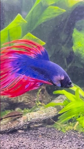 Some of my Betta fish! #bettafish #tropicalfish #fishtank