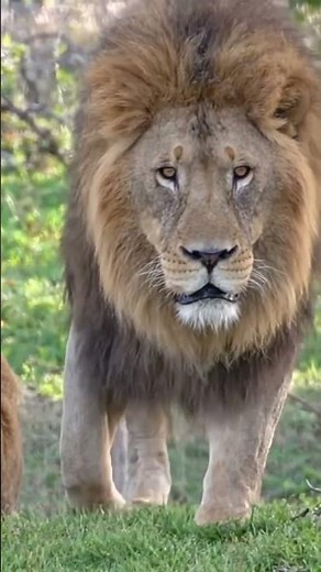 Don't Move! 🦁 The Most Intense Angry Lion Stare Down Ever Captured ⚠️