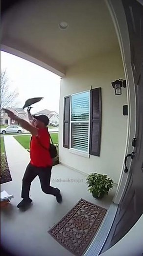 Funny moment: parrot attacking pizza delivery guy🍕🦜 #parrot #parrots #doorbellcamera #funny