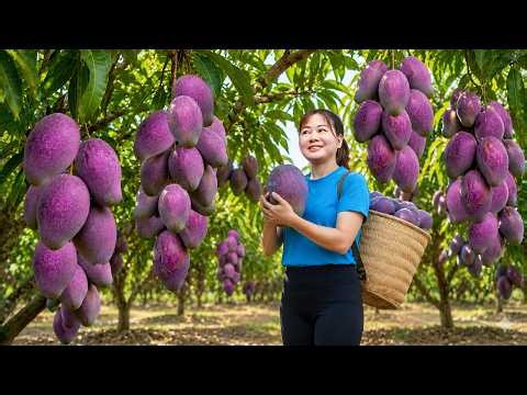 REWIND TIMELAPSE -- 5 Days Harvesting Purple Mangoes From Wild Trees On The Mountain