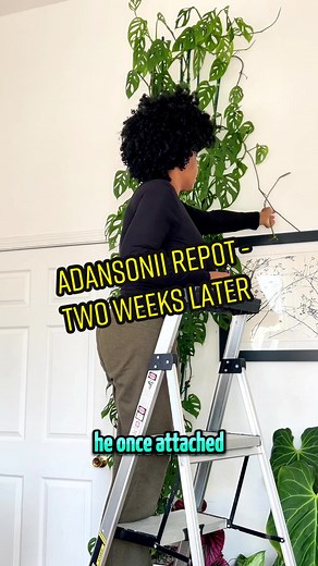 Adansonii Repot Journey: Growth & Pruning Update