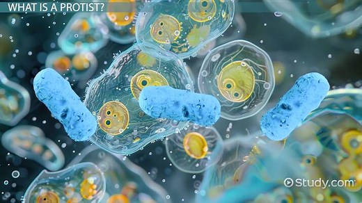 Protist | Classification, Characteristics & Habitat