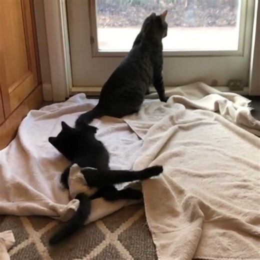 Baby Java loved to play with Paco’s tail. He’d plop down in front of her and pretend it annoyed him