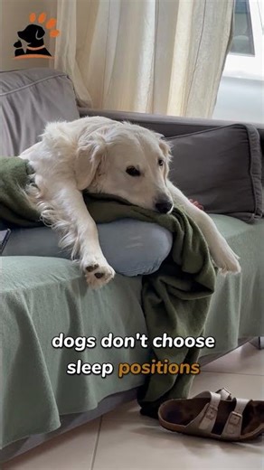 What Your Dog’s Sleeping Position Says About Them (Most Owners Miss This)