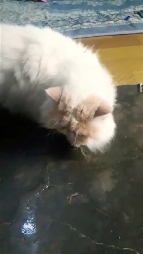 #shorts si albino bingung nyarik sesuatu 😇😇