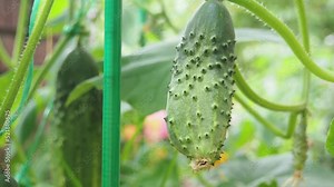 Young plant cucumber with yellow flowers. Juicy fresh cucumber close-up macro on a background of leaves. harvest, eco products. environmentally friendly