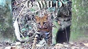 55K views · 3.4K reactions | Our best videos with its natural ambient sound. Pop up the volume! "Let's celebrate life" Brasil BWILD | BWILD | Facebook