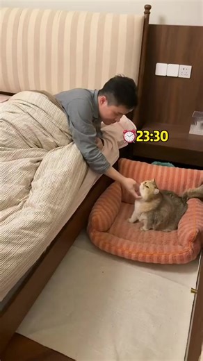 Çoğu zaman yerde yattığım doğrudur😁 #blue #point #myfamily #cats #catsoftiktok