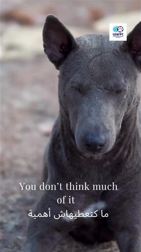 World Stray Animals Day | اليوم العالمي للحيوانات الضالة