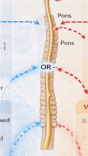 Control of Micturition | Urinary System Explained