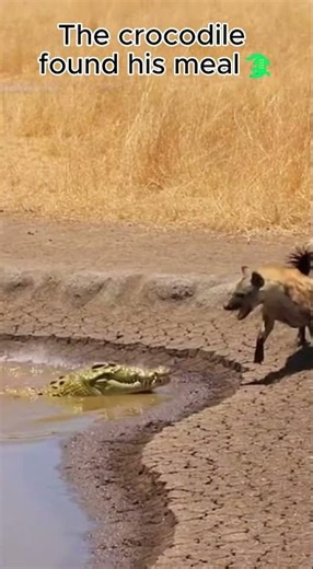 Gazelle Escapes… Then the Hyena Becomes the Prey 🐊