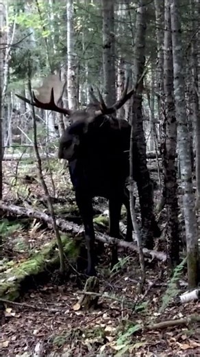 Giant Bull Moose Shot With Recurve Bow! #hunting #moose #bowhunting #outdoors