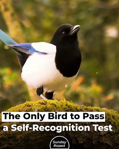 42K reactions · 16K shares | The smartest bird in the world is also the most ordinary. | Sunday Roast | Facebook