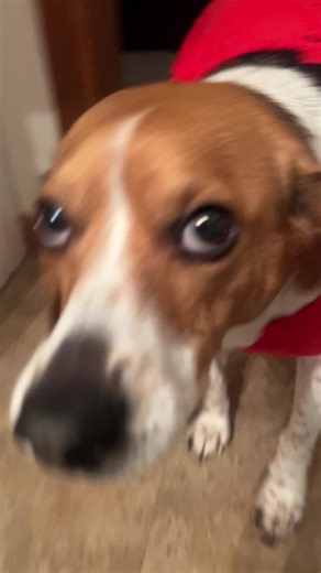 Beagle Talk: Understanding Your Dog's Behavior