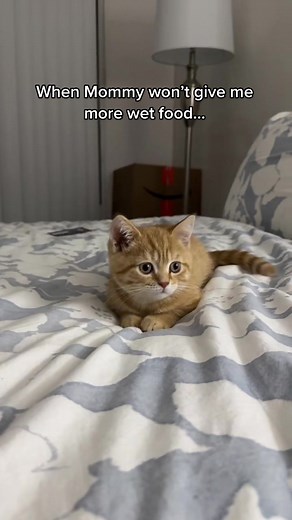 Cheeto gonna find the wet food cans where I sleep 😂 #cat #fyp #britishshorthair #kitty #kitten