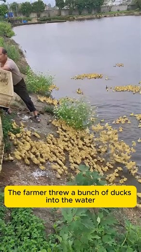 Plant Worlds on Instagram: "tips for raising ducks on the farm #backyardgardening #gardeninglife #vegetablegardening #vegetablegarden #gardeningtips #gardeninglove #organicgardening #gardensofinstagram #gardenideas #urbangardening #gardeningistherapy #gardeninggoals #homegardening #gardeninspiration #lovegardening #gardeningisfun #countrygarden #veggiegarden #happygardening"