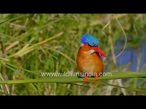 Radiant beauty: Discovering the Malachite kingfisher's vibrant colors in Africa