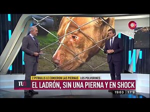 Dos pitbulls le comieron las piernas a un ladrón