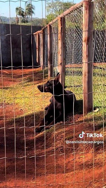 Adestramento de Dobermans: Vídeos Incríveis no TikTok