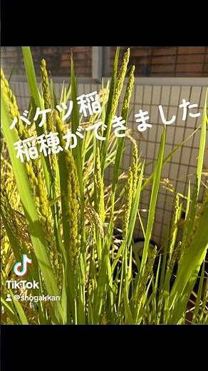 🌾バケツ稲、実りの季節へ！5年生が育ててきたバケツ稲の穂が、ついに実ってきました✨毎日の観察や水やりの成果が、こうして形になってきています😀