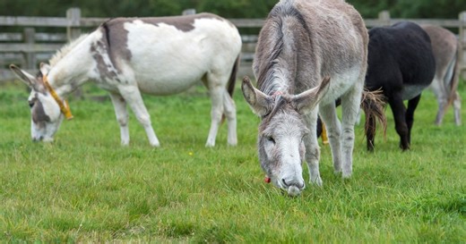Donkey health and welfare