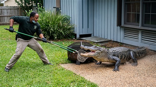 Watch what happens when a massive alligator invades a family’s backyard territory