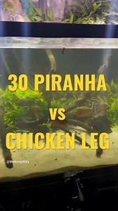 38K views · 346 reactions | 30 Piranha VS (CHICKEN LEG) | UaruJoey | Facebook
