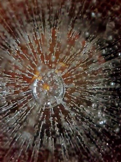 grok animated Pic of frozen water .. looks like star trek lol