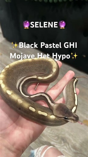 You can only pick one!! Ball python edition! #snake # #reptiles #reptile #ballpython