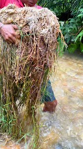 Many people don't know, these are the advantages of Indonesian grass compared to grass from other countries #mencariemas #mendulangemas #goldprospecting #mininggold #findinggold #treasurehunt #goldnugget #goldpanning #treasure #tambangemas #lookingforgold #digginggold #goldprospectingvideo #goldmining #golddiscovery #goldhunter #goldhunting #mineríadeoro #mineraçãodeouro #pagmiminangginto #altınmadenciliği #altınarama #paghahanapngginto | Arsenio Gold Hunting