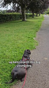 The reason I share some (not all) of my journey with Sonny, is to show a process, the ups and downs, what goes right, what doesn't, steps towards the goal of him being a great canine citizen and advocate for his type. Thank you to all who let me know it's beneficial. | Glasgow Dog Trainer and Behaviour Consultant