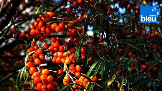 Roland Motte, jardinier : l'argousier, très piquant mais ses fruits sont délicieux