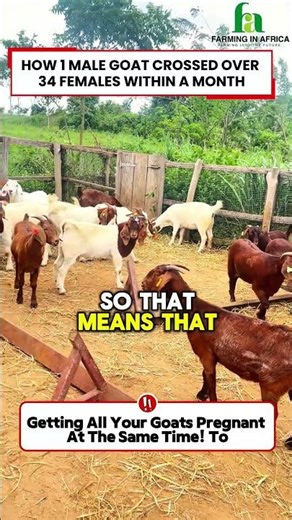 How We Get Over 34 Female Goats Pregnant with 1 Male Goat #semanhyiafarms #agrifuture