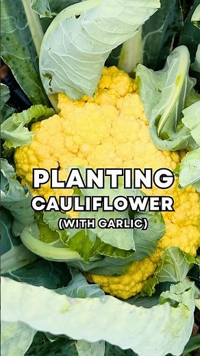 How I Planted My Extra Cauliflower Seedlings This Year
