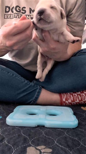 ✨ Early Neurological Stimulation (ENS) ✨ Each day I will feature a different puppy during ENS ☺️ Today is Mr. Orange 🧡 💚💜💛🩷💙🧡🖤❤️ Early Neurological Stimulation, originally known as the Bio Sensor program, was developed by the U.S. Military’s canine program to enhance the performance of their working dogs. The idea was simple but powerful: gently stress and stimulate the neurological system of very young puppies. After years of research, it was discovered that neonate puppies are responsi