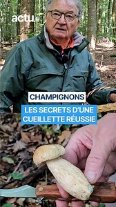 Daniel livre ses astuces pour réussir sa cueillette aux champignons ! #champignon #automne #cèpes | actu.fr