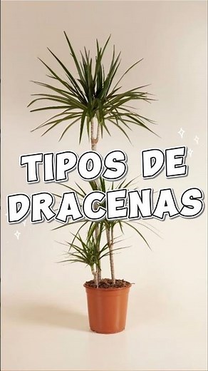 Types of Dracaenas that Transform Your Home 🌿