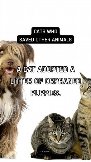 A cat adopted a litter of orphaned puppies.