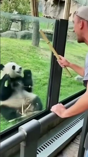 Bamboo for Lazy Panda… Panda Gave Him the Stinkiest Fart Ever! 🐼💨🤮