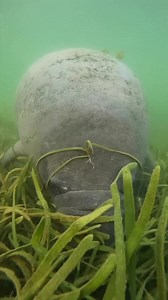 5.3K views · 75 reactions | Now that's a munching manatee! It is...