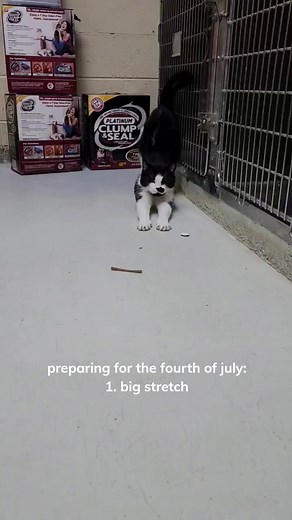 🐾 Fourth of July preparations! 🐱🇺🇸 Even our furry friends are getting ready for the celebrations! Check out this adorable video of a cat stretching and getting a head scratch to prepare for the Fourth of July festivities. As pet owners, it's important to remember that our furry friends may be stressed or anxious during the holiday. Taking steps to keep them comfortable and safe, such as keeping them indoors and providing distractions, can help them feel more at ease. Let's enjoy the holiday 