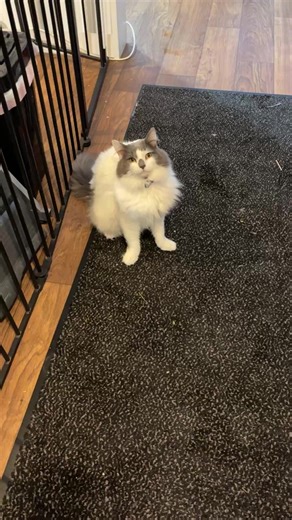 Friends Forever Animal Rescue on Reels