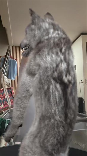 Twisted Pebble Animation Meme #TwistedPebble#Animation#Meme