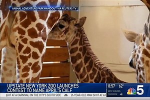 23K views · 73 reactions | 5 to Know: Happy Easter Sunday! It's a busy weekend across Chicago – and for April the giraffe, who finally gave birth to a healthy, adorable calf! Details on the world's most famous baby giraffe: nbcchi.com/4Wr6gb2 | NBC Chicago | Facebook