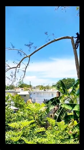cutting down trees by climbing